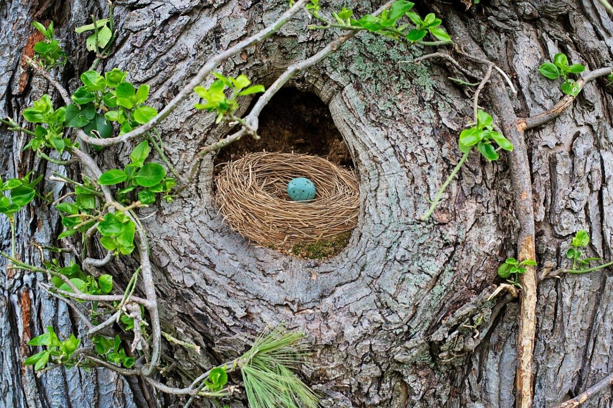 Everything You Need to Know About the Bird Nesting Season The Blog Frog